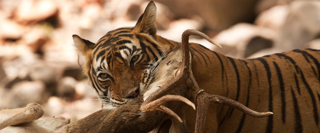 Tigeress,(noor),Killing,A,Deer,,Ranthambore,Tiger,Reserve