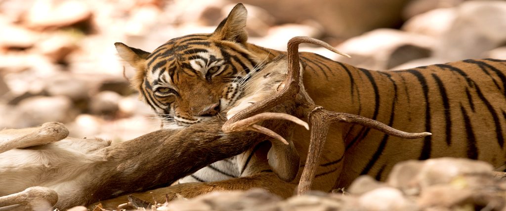 Tigeress,(noor),Killing,A,Deer,,Ranthambore,Tiger,Reserve