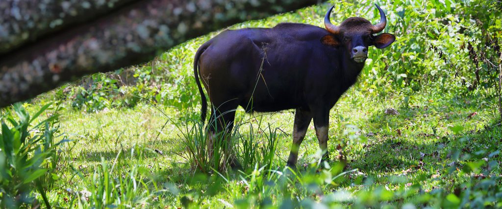 Wild,Indian,Gaur,Or,Bufflalo,Grazing,In,Periyar,National,Park,