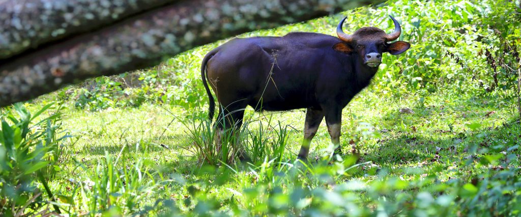 Wild,Indian,Gaur,Or,Bufflalo,Grazing,In,Periyar,National,Park,