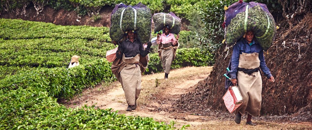 Munnar,,India,-,02,09,2020:,Pickers,Carry,Bags,With