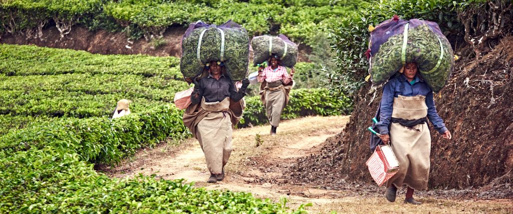 Munnar,,India,-,02,09,2020:,Pickers,Carry,Bags,With