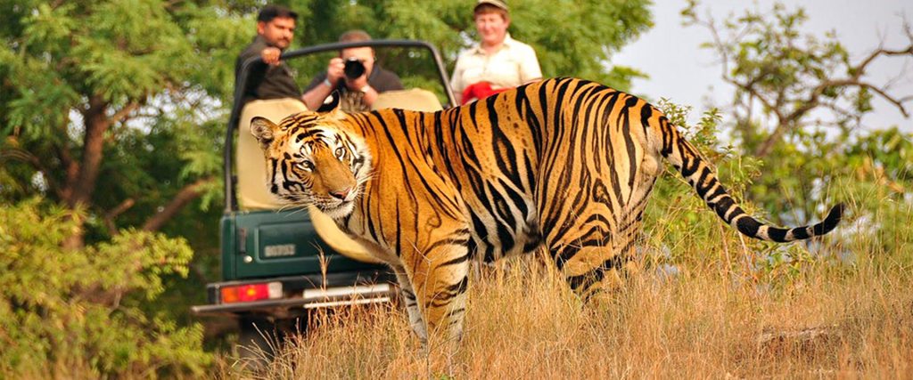 1.Corbett – Jim Corbett National Park_001