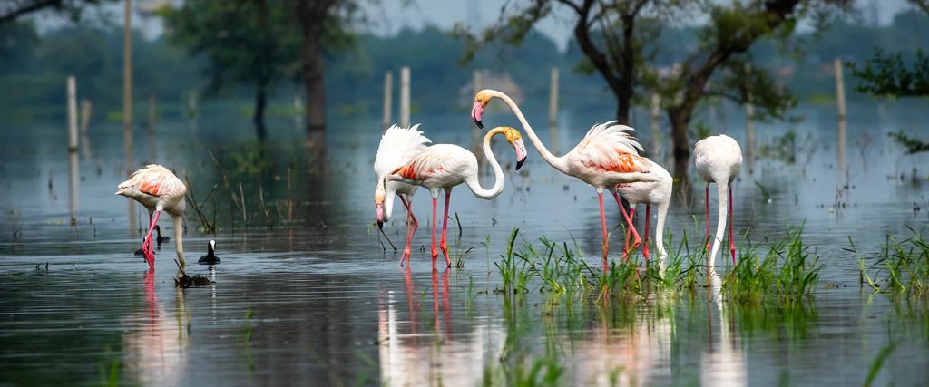 2.Keoladeo national park_Bharatpur_001