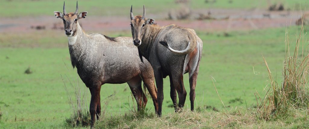 The,Pair,Of,Nilgai,Deer,(boselaphus,Tragocamelus)