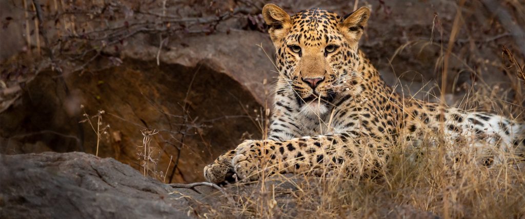 Wild,Male,Leopard,Or,Panther,Portrait,In,Safari,At,Ranthambore