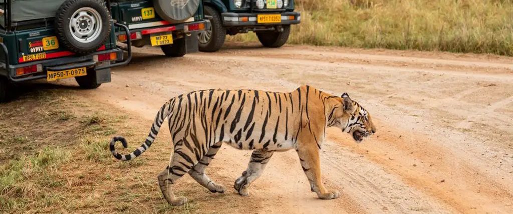 6.Kanha – Morning Jungle Trip By Private Jeep Safari_001