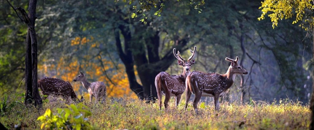 7.Kanha National Park_001