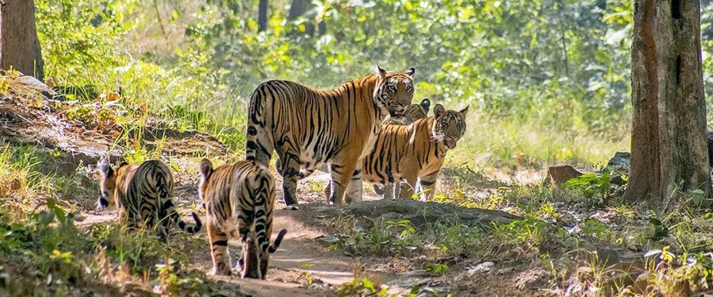 9.Satpura Tiger Reserve_001